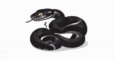 How Do Snakes Defecate