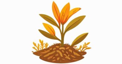 How Saffron Is Cultivated