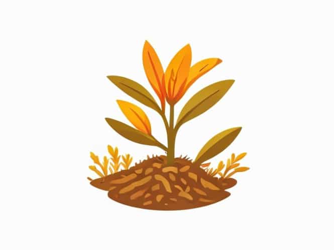 How Saffron Is Cultivated