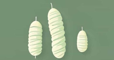 Images Of Silkworm Cocoon
