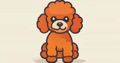 Is A Toy Poodle