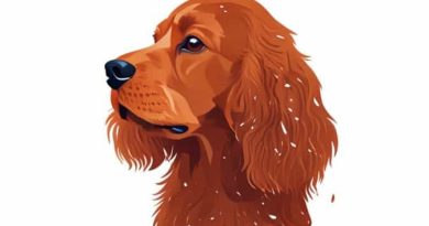 Is Cocker Spaniel Shedding