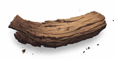 Is Rotted Wood Mold
