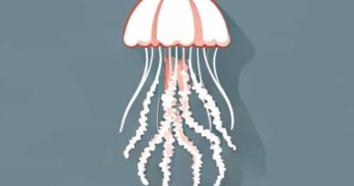 Jellyfish Bay Of Fundy