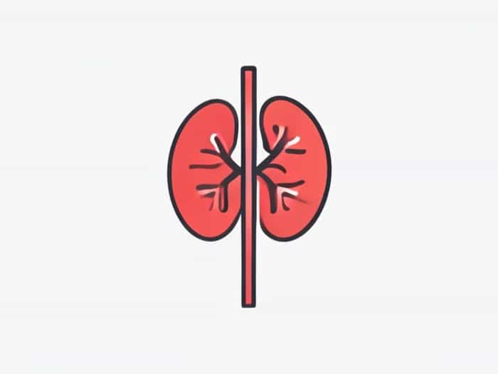 Kidney Ureter Bladder Diagram