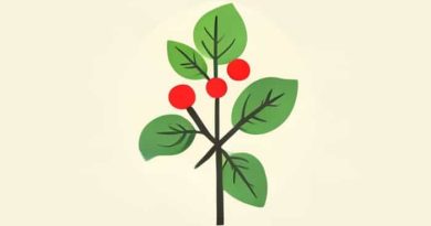 Korean Spice Viburnum Native