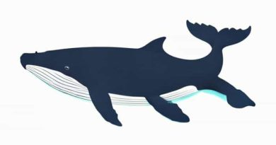 North Atlantic Right Whale