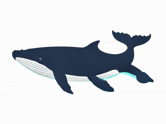 North Atlantic Right Whale