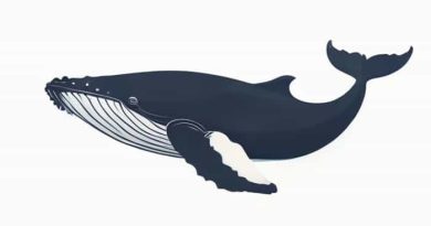 North Pacific Right Whale