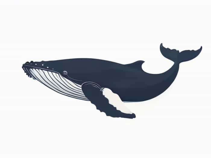 North Pacific Right Whale