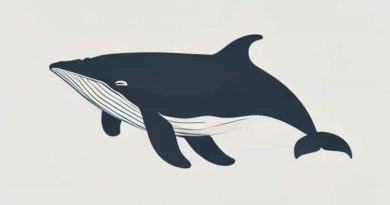 Northern Right Whale Dolphin
