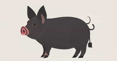 Yorkshire Pig Distinctive Markings