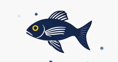 Zebrafish High Throughput Screening