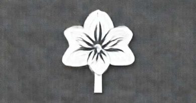 After Amaryllis Blooms What To Do