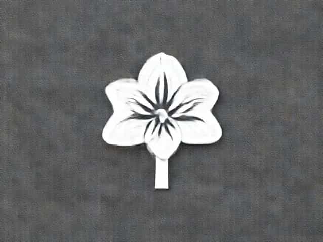 After Amaryllis Blooms What To Do