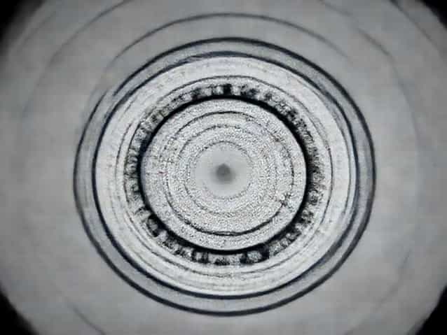 Fate Of Blastomere Is Foretold In