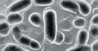 Gram Negative Bacilli Septicemia