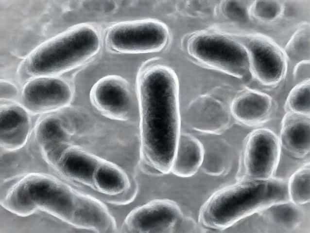 Gram Negative Bacilli Septicemia