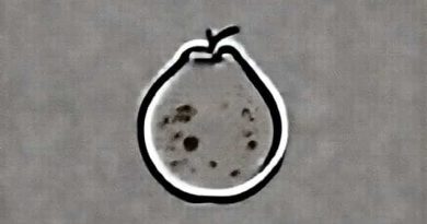 Guava Anthracnose Causal Organism