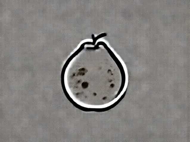 Guava Anthracnose Causal Organism