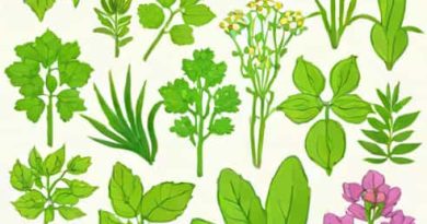 Herbs From Sana Magical Delicacy