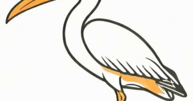 How Does A Spoonbill Use Its Beak