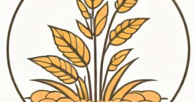 How Long To Inoculate Grain Spawn