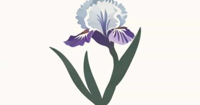 How Would You Open A Budded Iris