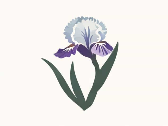 How Would You Open A Budded Iris