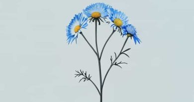 Is Tansy And Blue Tansy The Same