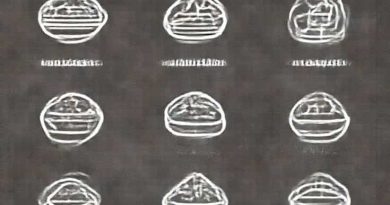 Pontillo'S Pizzeria Cortland Menu