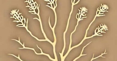 Sea Moss Ashwagandha Burdock Root