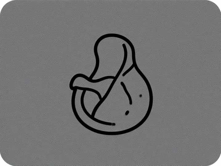 What Are Embryological Structures