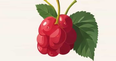 What Does A Loganberry Look Like