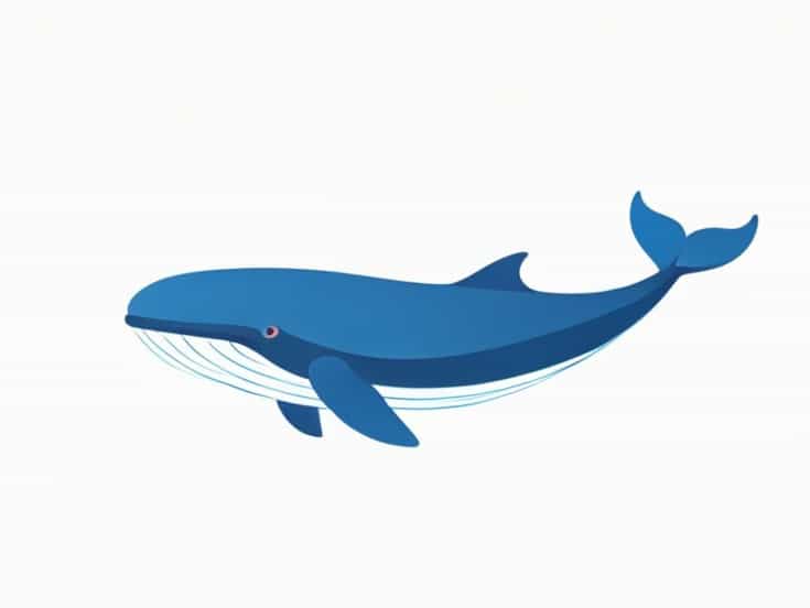 What Is The Size Of A Blue Whale