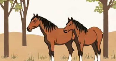 Where Are Clydesdale Horses From