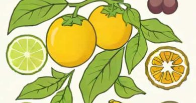 Yellow Fruit Nightshade Benefits