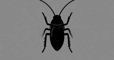 Young One Of Cockroach Is Called