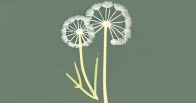 Zero Sugar Dandelion And Burdock