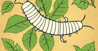 Zoological Name Of Tasar Silkworm