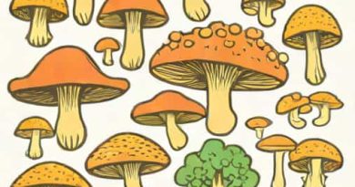 Are All Fungi Absorptive Heterotrophs