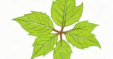 Bhendi Powdery Mildew Causal Organism