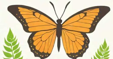 Butterfly Herbivore Carnivore Omnivore