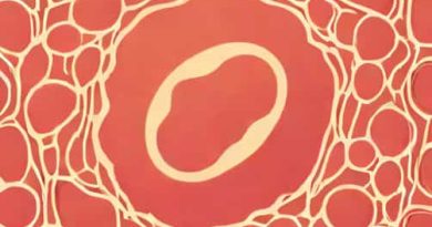 Description Of Transitional Epithelium