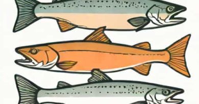 Difference Between Coho And Steelhead