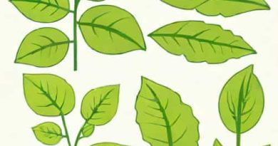 Difference Between Petiole And Rachis