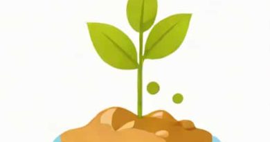 Importance Of Water During Germination