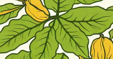 Jackfruit Leaf Blight Causal Organism