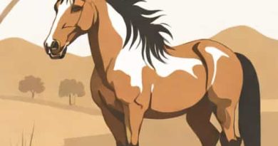 Knabstrupper X Clydesdale Horse Valley