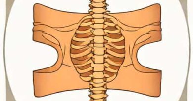 Quadratus Lumborum And Erector Spinae